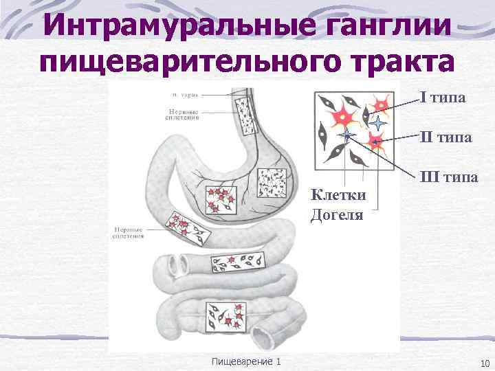 Моторная функция кишечника это