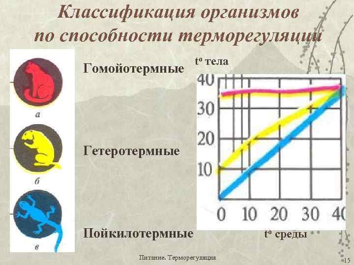 Классификация организмов по способности терморегуляции Гомойотермные tо тела Гетеротермные Пойкилотермные Питание. Терморегуляция to среды