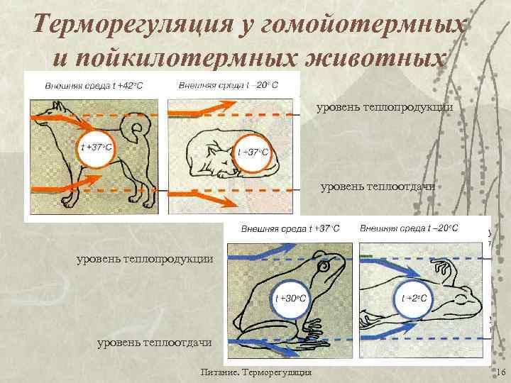 Схема механизма терморегуляции у животных