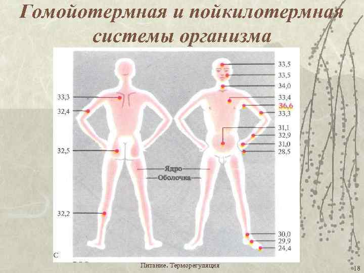 Гомойотермная и пойкилотермная системы организма Питание. Терморегуляция 18 