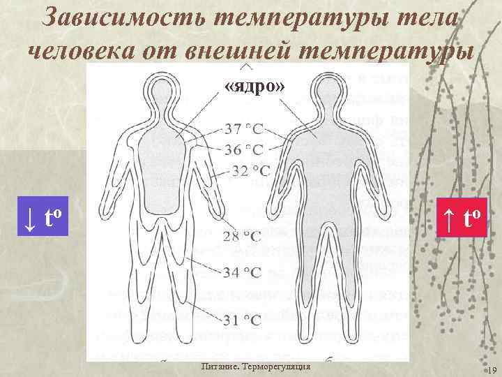 Зависимость температуры тела человека от внешней температуры «ядро» ↓ to ↑ to Питание. Терморегуляция
