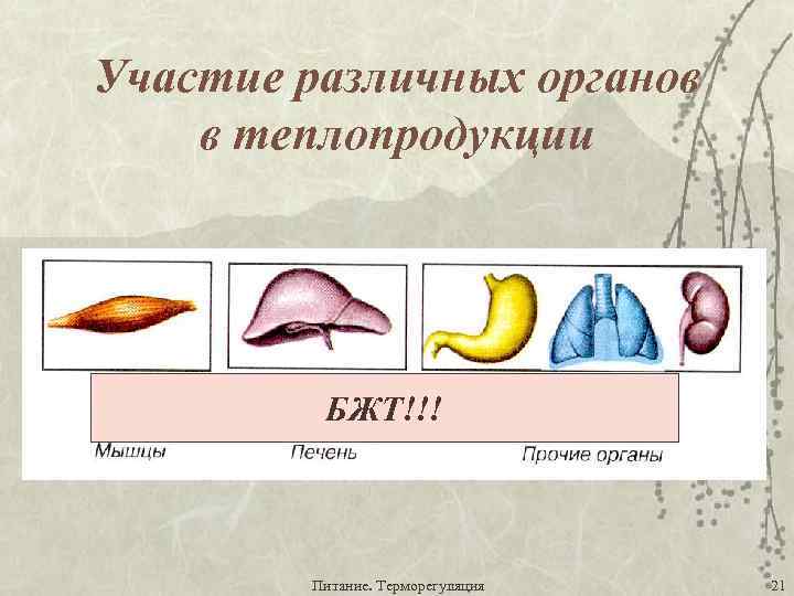 Участие различных органов в теплопродукции БЖТ!!! Питание. Терморегуляция 21 