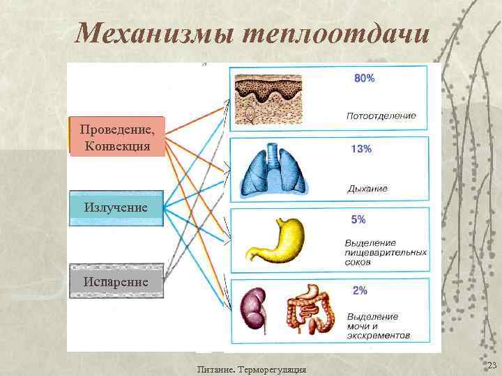 Презентация механизм терморегуляции