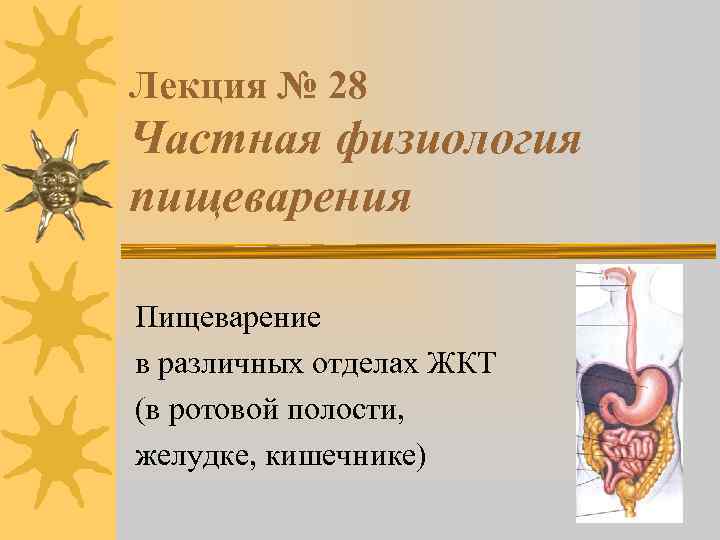 Лекция № 28 Частная физиология пищеварения Пищеварение в различных отделах ЖКТ (в ротовой полости,