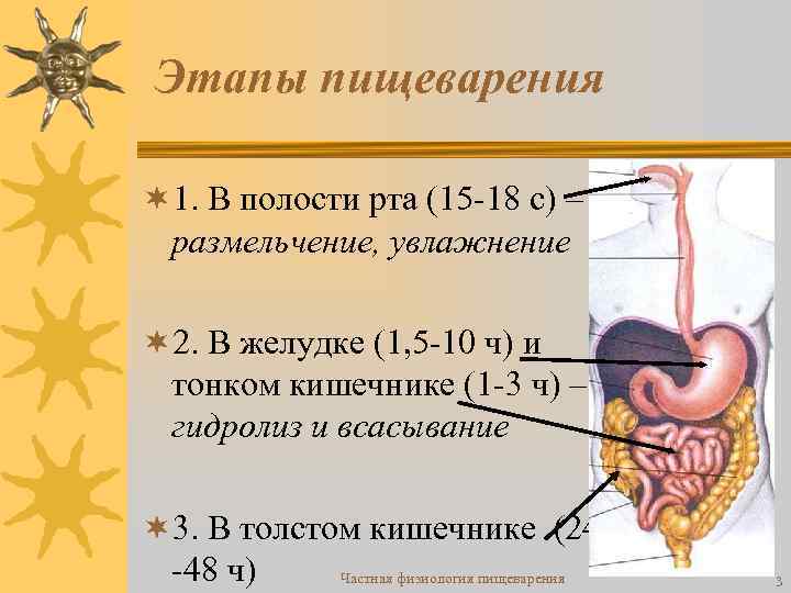 Этапы пищеварения ¬ 1. В полости рта (15 -18 с) – размельчение, увлажнение ¬