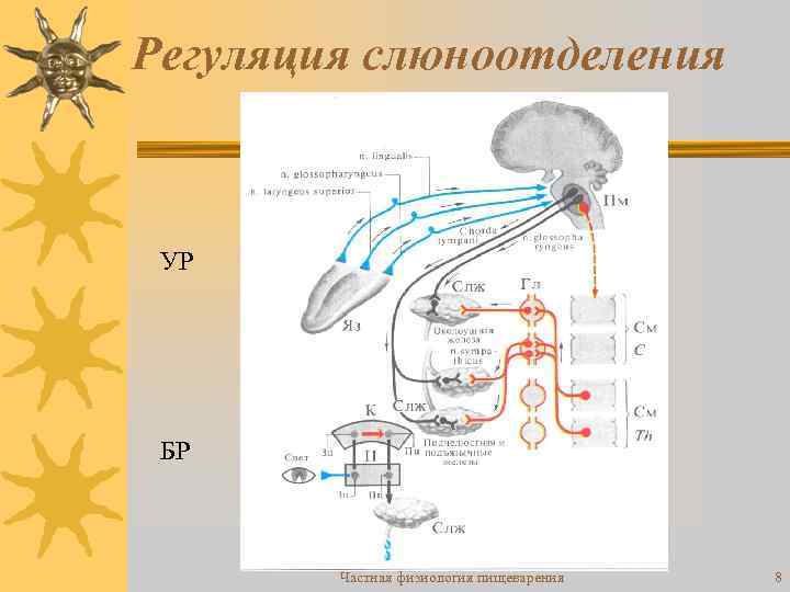 Регуляция слюноотделения УР БР Частная физиология пищеварения 8 