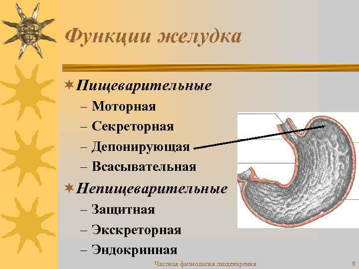 Функции желудка ¬Пищеварительные – Моторная – Секреторная – Депонирующая – Всасывательная ¬Непищеварительные – Защитная