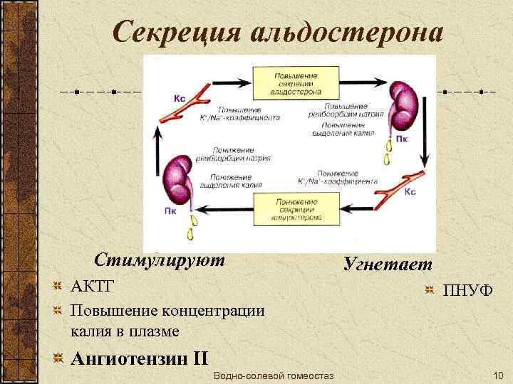 Секреция альдостерона Стимулируют АКТГ Повышение концентрации калия в плазме Угнетает ПНУФ Ангиотензин II Водно-солевой