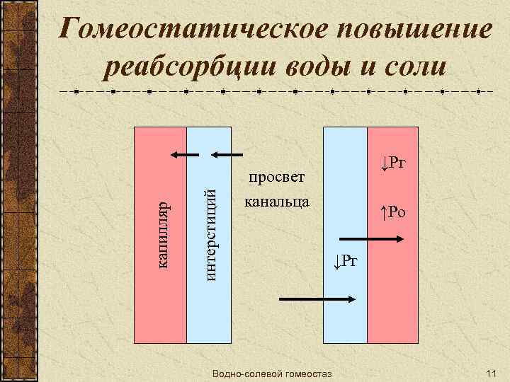 интерстиций капилляр Гомеостатическое повышение реабсорбции воды и соли ↓Рг просвет канальца Водно-солевой гомеостаз ↑Ро