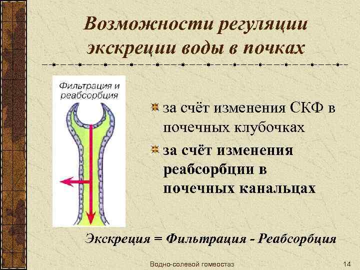 Возможности регуляции экскреции воды в почках за счёт изменения СКФ в почечных клубочках за