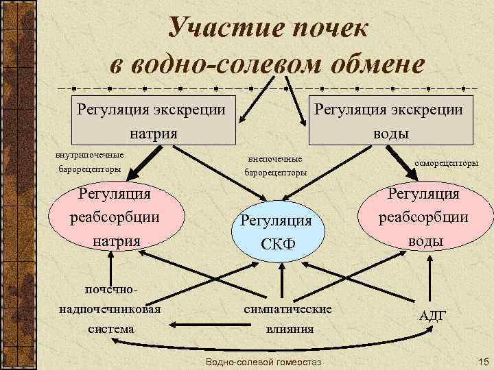 Участие почек в водно-солевом обмене Регуляция экскреции натрия внутрипочечные барорецепторы Регуляция реабсорбции натрия почечнонадпочечниковая