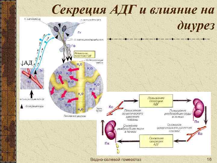 Секреция АДГ и влияние на диурез ↓АД Водно-солевой гомеостаз 16 