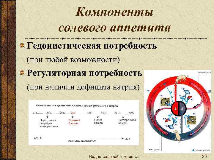 Компоненты солевого аппетита Гедонистическая потребность (при любой возможности) Регуляторная потребность (при наличии дефицита натрия)