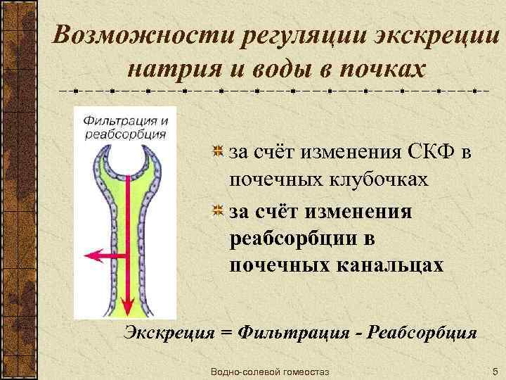 Возможности регуляции экскреции натрия и воды в почках за счёт изменения СКФ в почечных