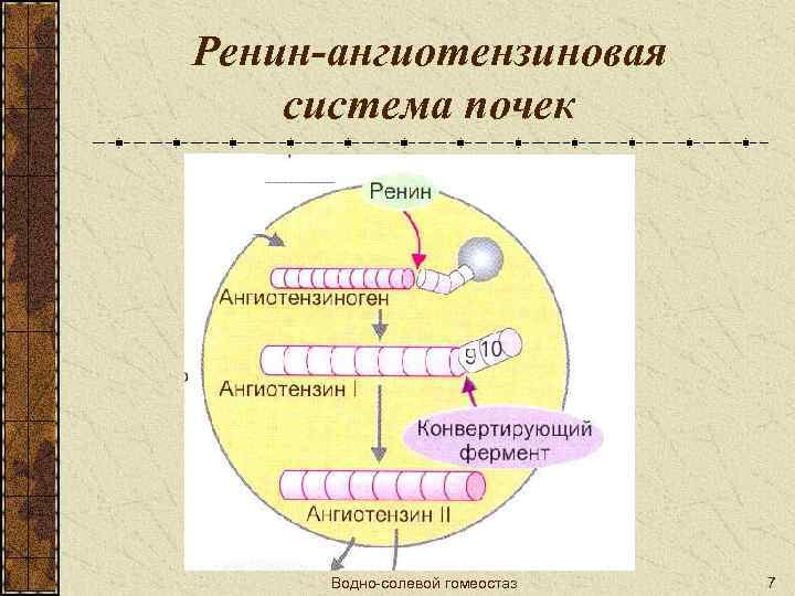 Ренин-ангиотензиновая система почек Водно-солевой гомеостаз 7 