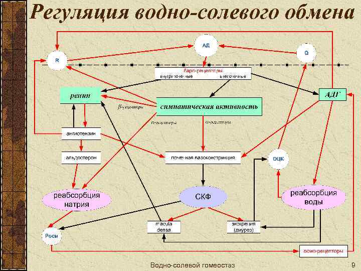 Регуляция водно-солевого обмена Водно-солевой гомеостаз 9 