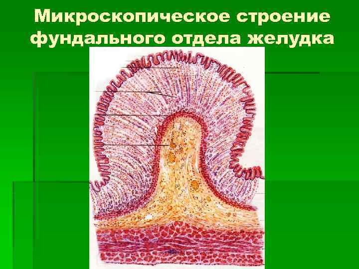 Желудочно кишечный тракт человека строение фото с названиями и описанием