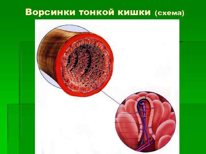 Ворсинки тонкой кишки (схема) 