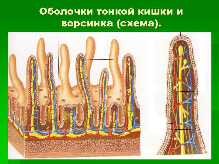 Ворсинки кишечника фото