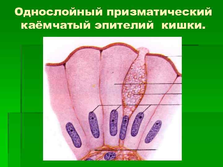 Однослойный призматический каёмчатый эпителий кишки. 