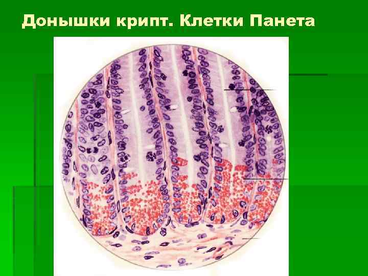 Донышки крипт. Клетки Панета 