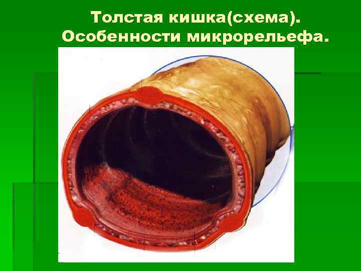 Толстая кишка(схема). Особенности микрорельефа. 
