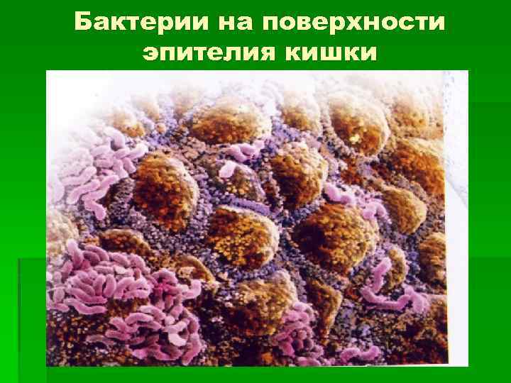 Бактерии на поверхности эпителия кишки 