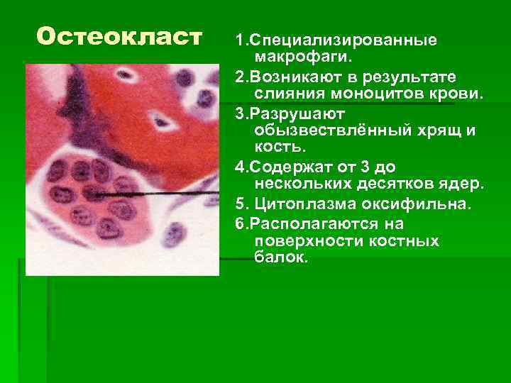 Остеокласт 1. Специализированные макрофаги. 2. Возникают в результате слияния моноцитов крови. 3. Разрушают обызвествлённый