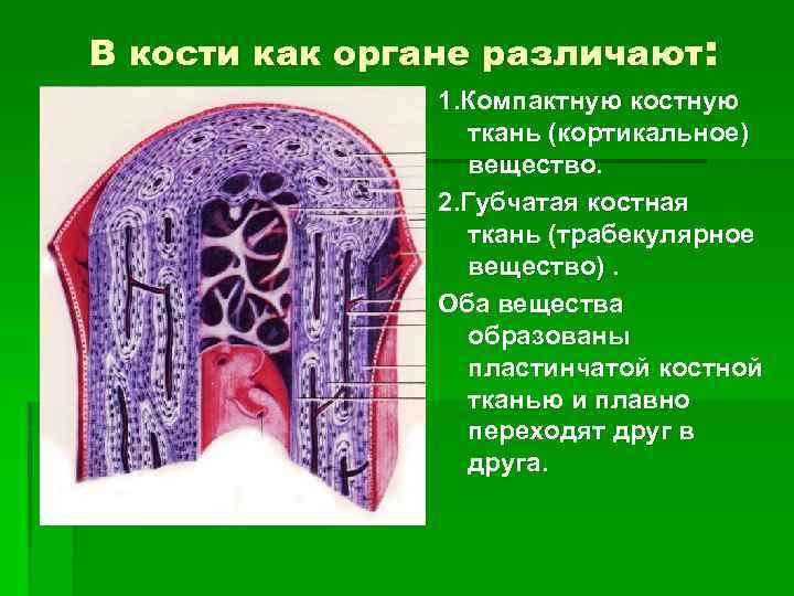 Какими цифрами обозначены изображения костной ткани