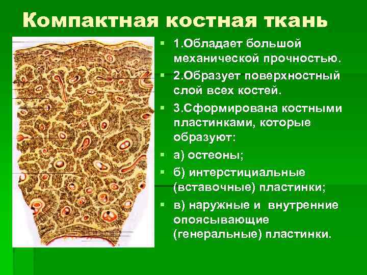 Ткань образующая скелетные. Компактная пластинчатая костная ткань образует. Пластинчатая костная ткань вставочные пластинки. Компактная костная ткань ткань. Компактное вещество кости.