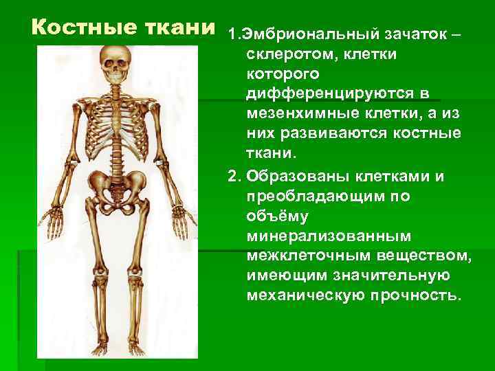 Какими цифрами обозначены изображения костной ткани