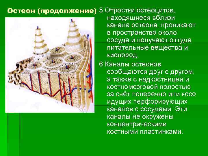 Остеон (продолжение) 5. Отростки остеоцитов, находящиеся вблизи канала остеона, проникают в пространство около сосуда