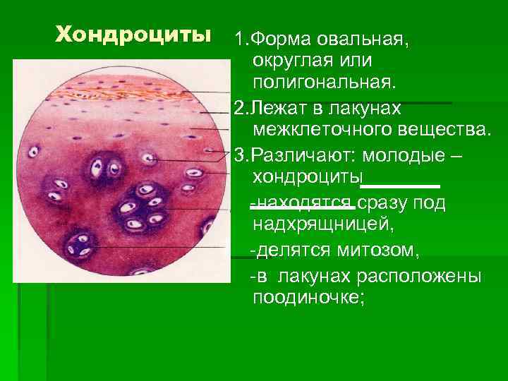 Хондроциты 1. Форма овальная, округлая или полигональная. 2. Лежат в лакунах межклеточного вещества. 3.