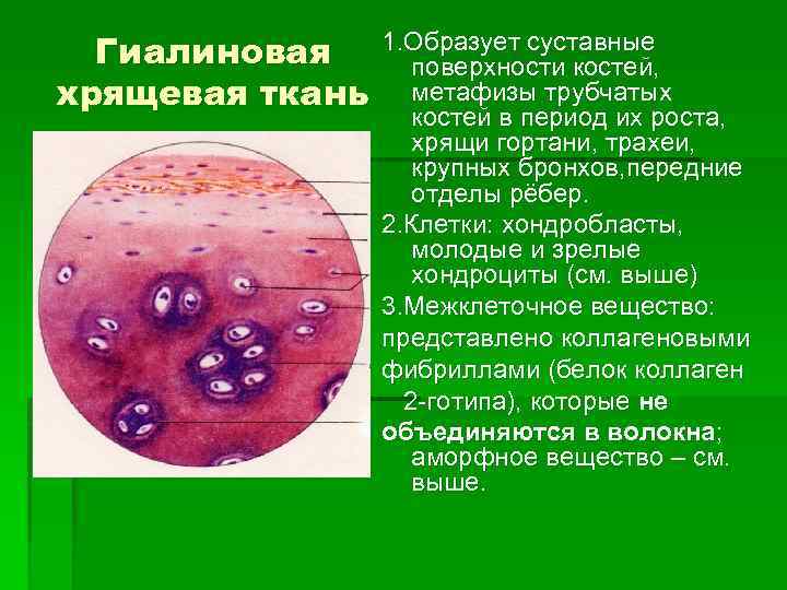 Гиалиновая 1. Образует суставные поверхности костей, хрящевая ткань метафизы трубчатых костей в период их