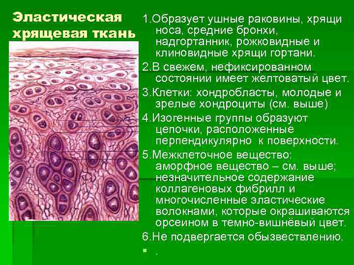 Ткани образуют. Эластический хрящ гистология. Эластический хрящ ушной раковины гистология. Эластическая хрящевая ткань образует. Эластическая хрящевая ткань ушной раковины.