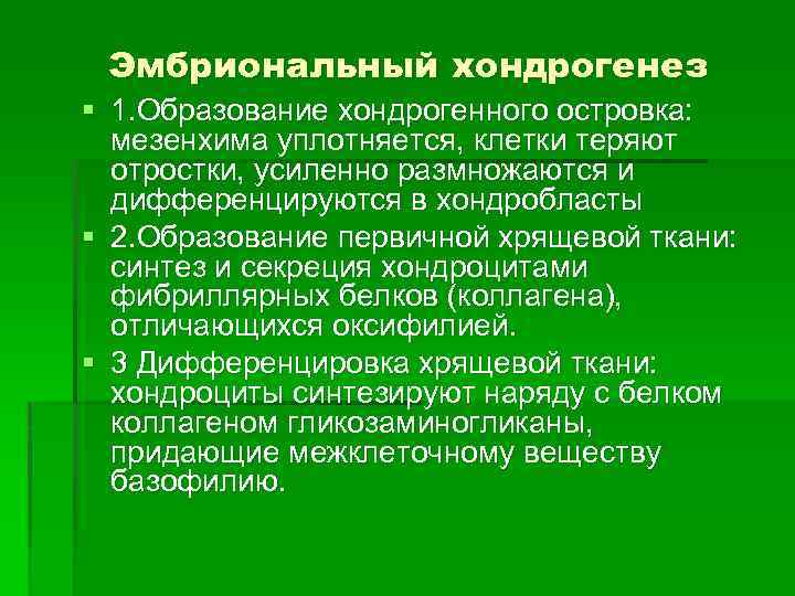 Эмбриональный хондрогенез § 1. Образование хондрогенного островка: мезенхима уплотняется, клетки теряют отростки, усиленно размножаются
