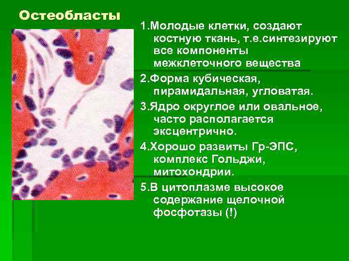 Костная ткань остеобласты. Остеобласты гистология. Остеобласты это клетки. Остеоциты остеобласты остеокласты.