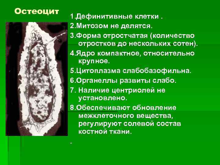 Остеоцит 1. Дефинитивные клетки. 2. Митозом не делятся. 3. Форма отростчатая (количество отростков до