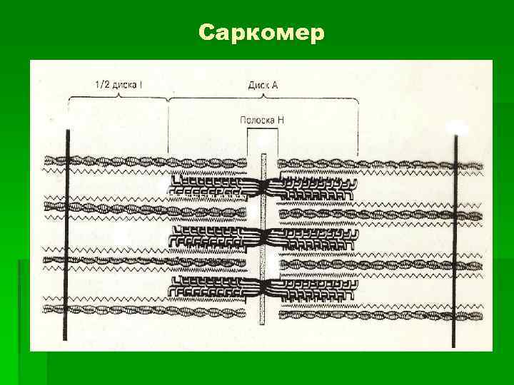 Саркомер 