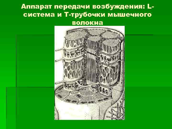 Аппарат передачи возбуждения: Lсистема и Т-трубочки мышечного волокна 