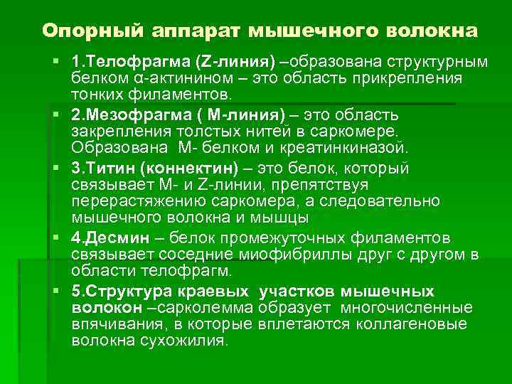 Опорный аппарат мышечного волокна § 1. Телофрагма (Z-линия) –образована структурным белком α-актинином – это