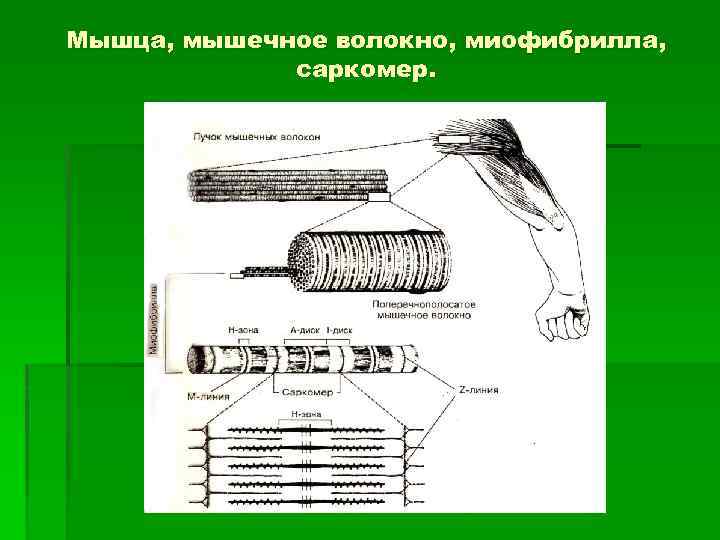 Мышца, мышечное волокно, миофибрилла, саркомер. 