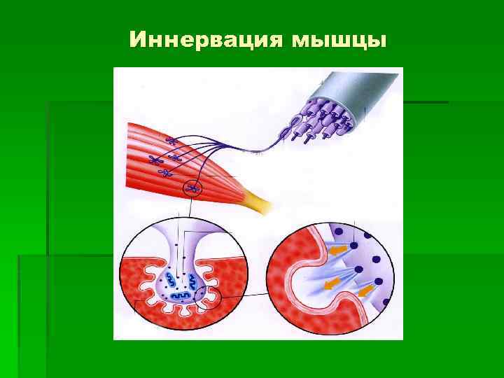 Иннервация мышцы 