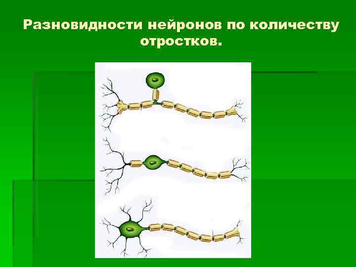 Разновидности нейронов по количеству отростков. 