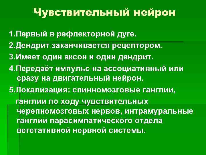 Чувствительный нейрон 1. Первый в рефлекторной дуге. 2. Дендрит заканчивается рецептором. 3. Имеет один