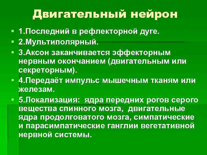 Двигательный нейрон § § § 1. Последний в рефлекторной дуге. 2. Мультиполярный. 3. Аксон