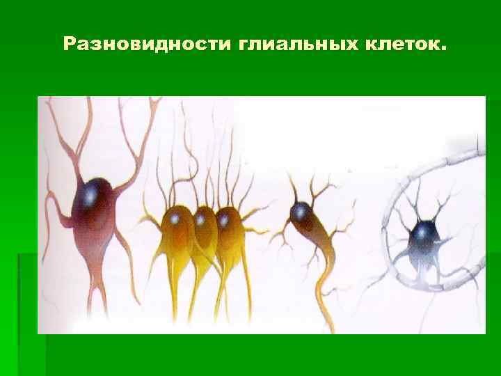 Разновидности глиальных клеток. 