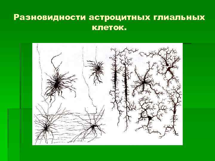 Разновидности астроцитных глиальных клеток. 