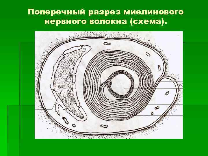 Поперечный разрез миелинового нервного волокна (схема). 