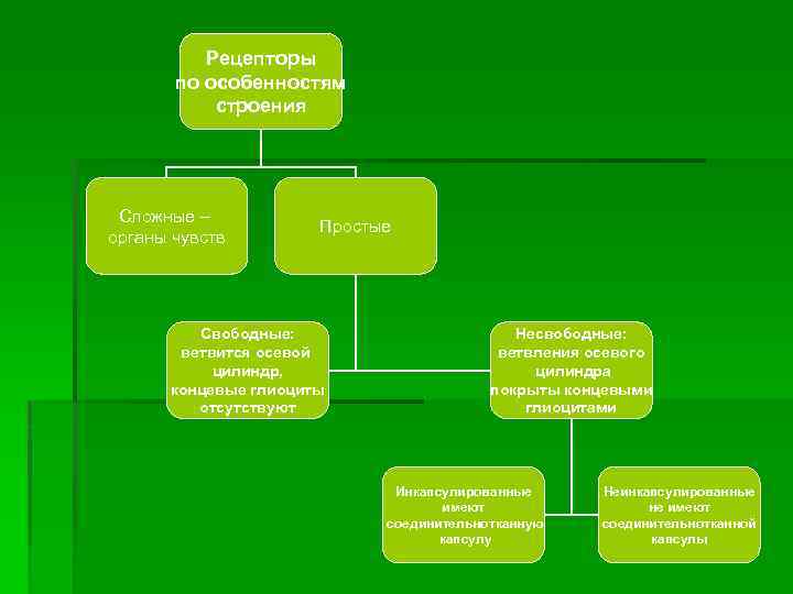 Рецепторы по особенностям строения Сложные – органы чувств Простые Свободные: ветвится осевой цилиндр, концевые